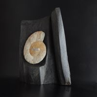 930 Mooreiche, 32,5 x 25 x 10 cm 2.Seite mit Ammonit